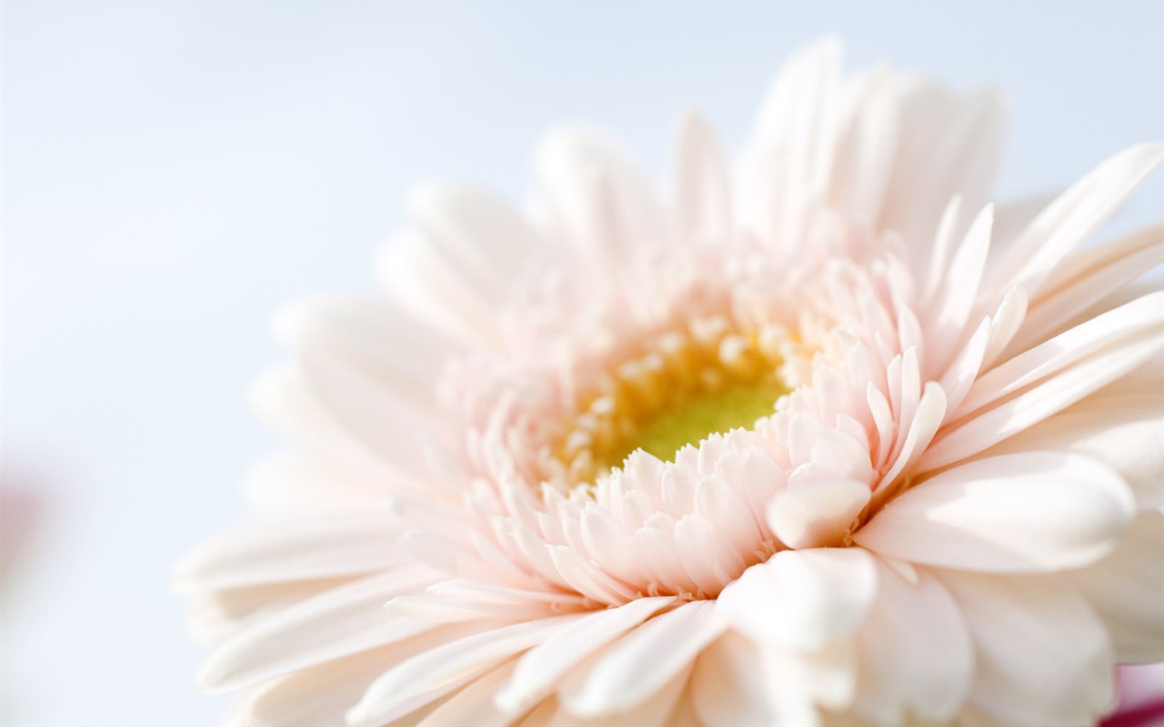 山花爛漫壁紙專輯 #12 - 1280x800