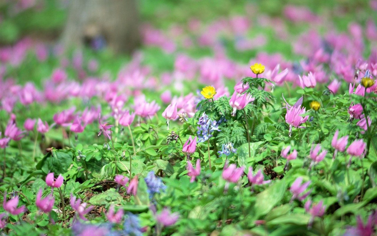 山花爛漫壁紙專輯 #27 - 1280x800