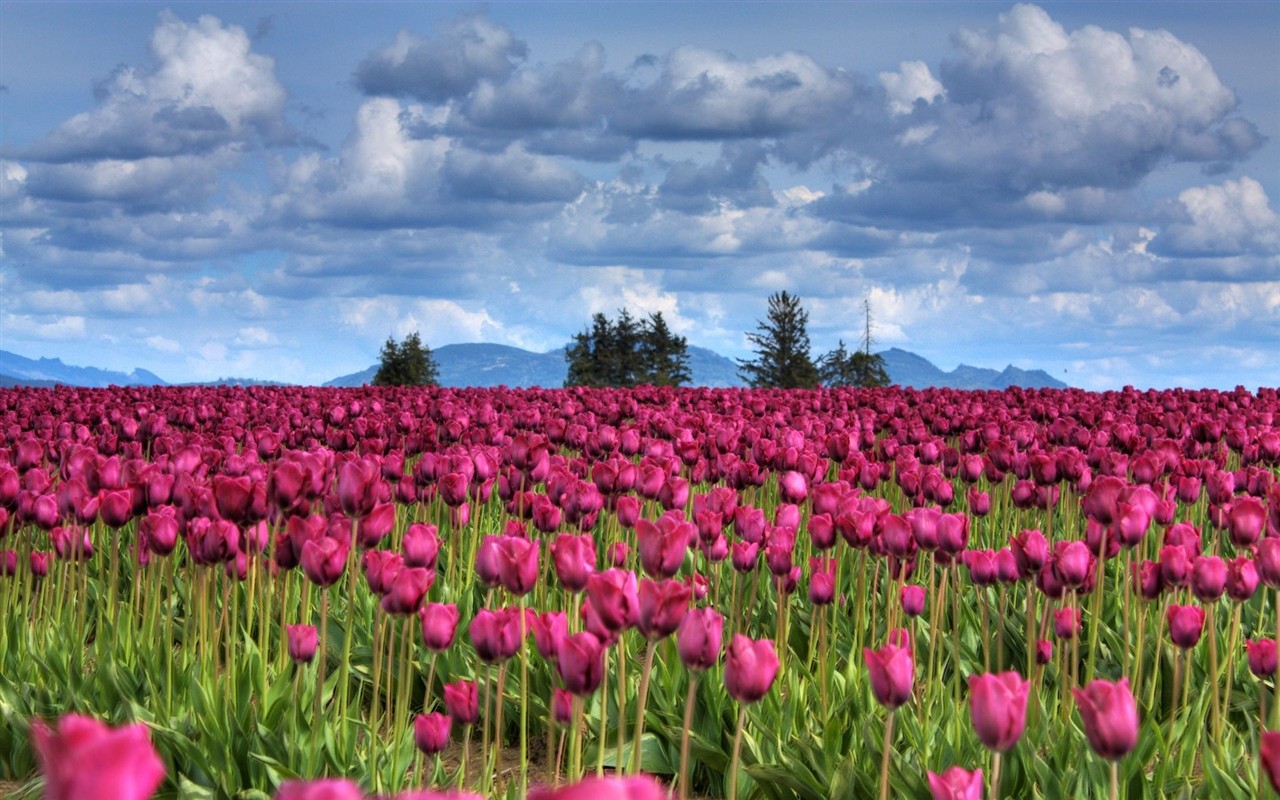 高清晰花朵壁紙 #3 - 1280x800