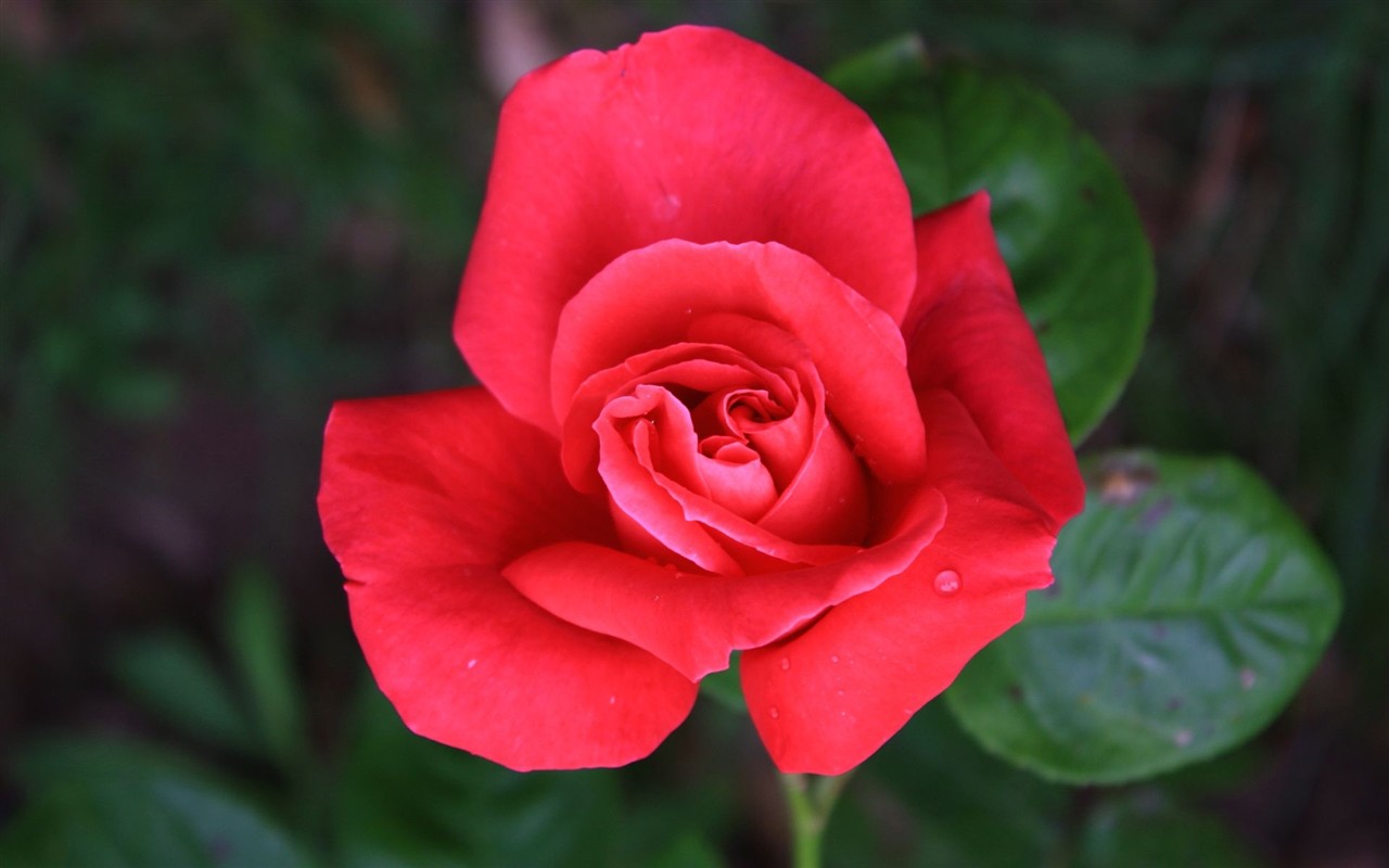 Flower wallpaper high definition #6 - 1280x800
