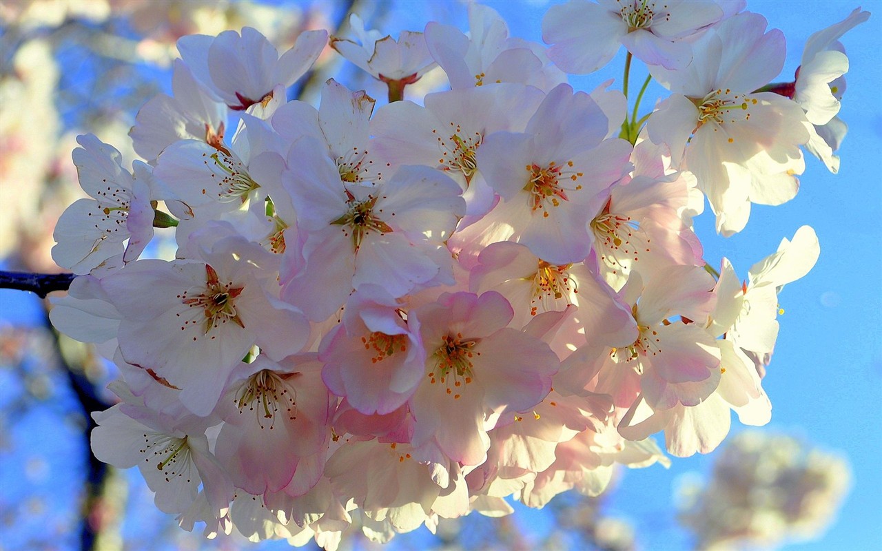 高清晰花朵壁纸8 - 1280x800