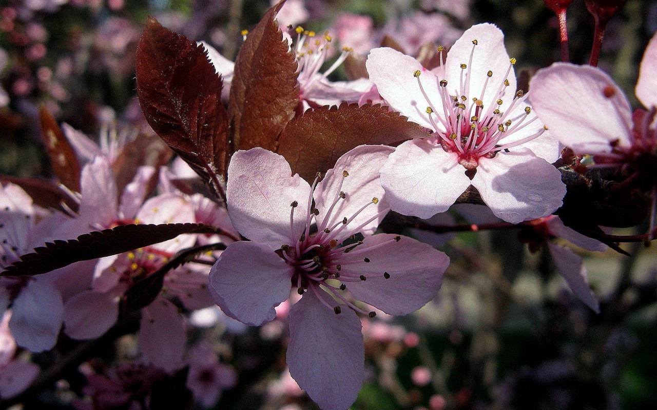 Flower wallpaper high definition #10 - 1280x800