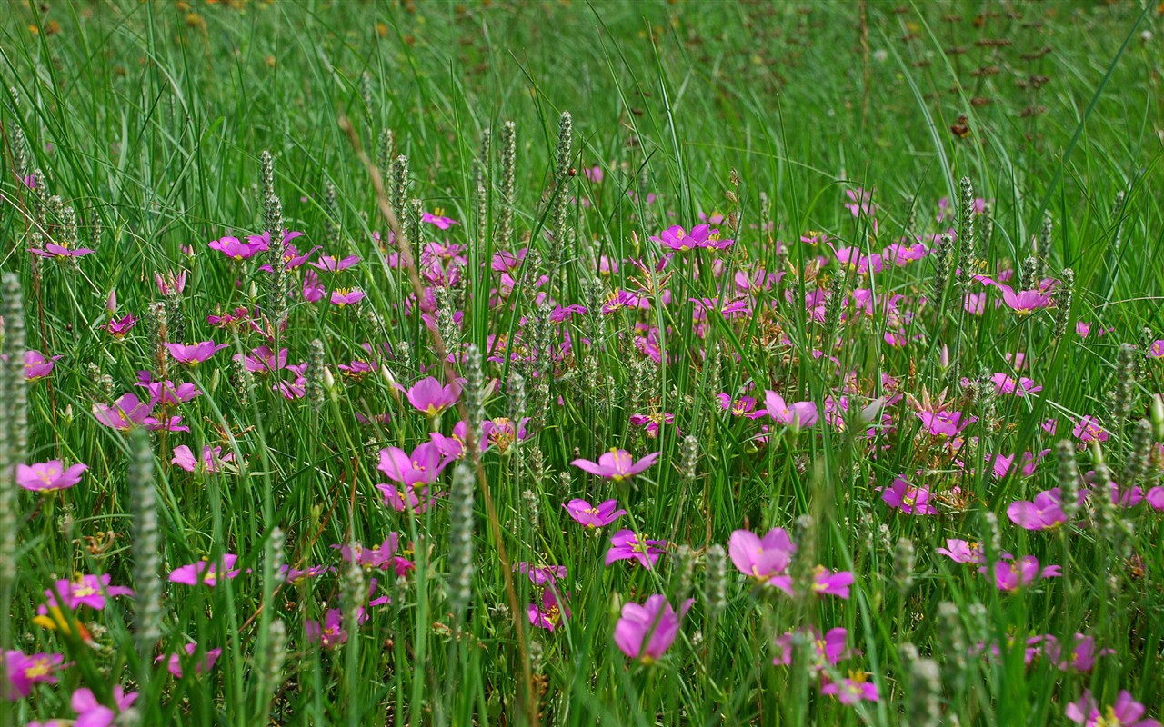 Fond d'écran haute définition de fleur #13 - 1280x800