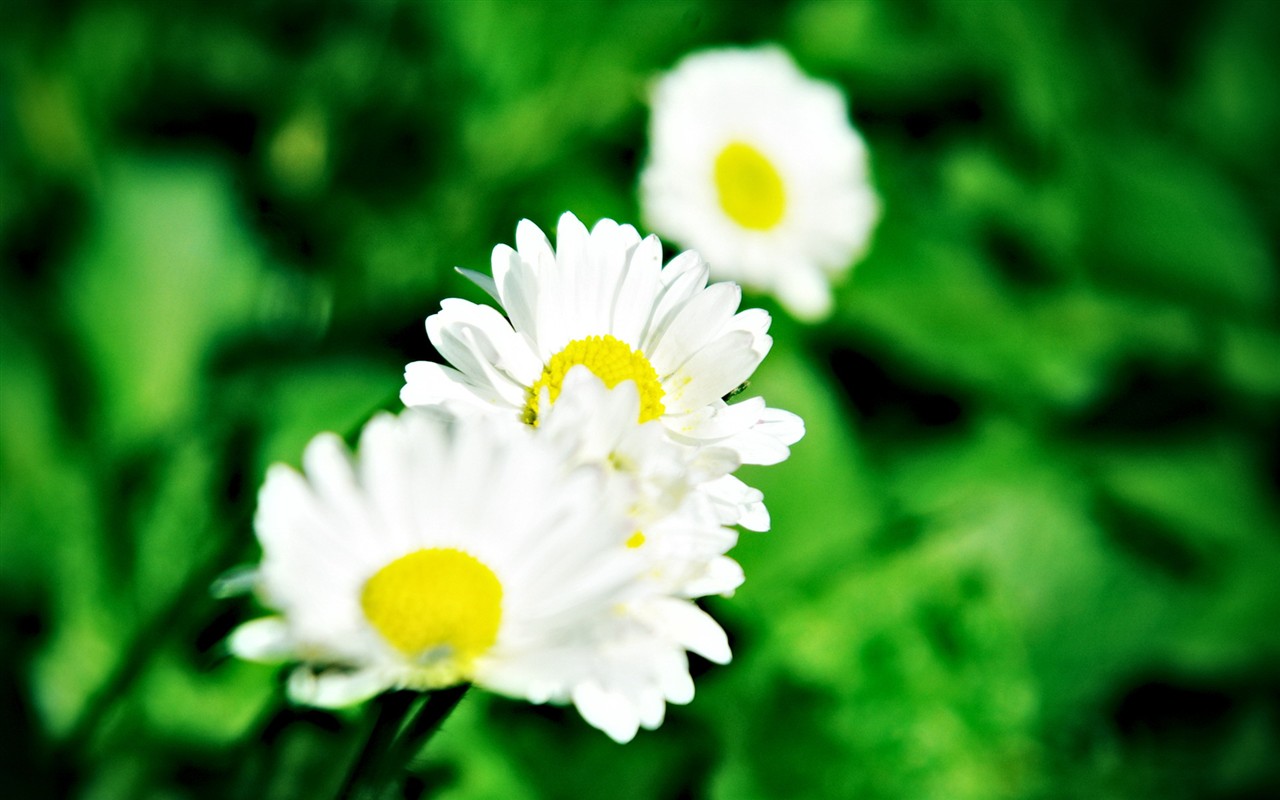 Fond d'écran haute définition de fleur #19 - 1280x800