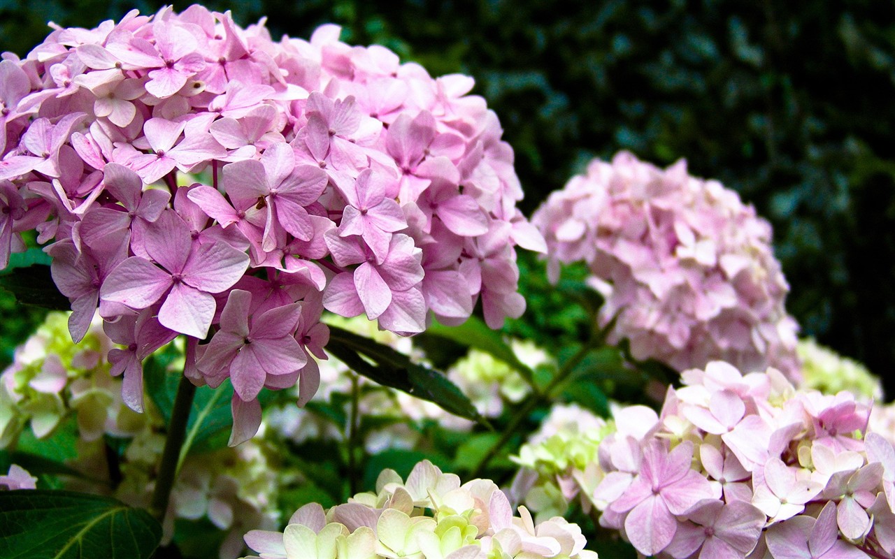 Flower wallpaper high definition #20 - 1280x800