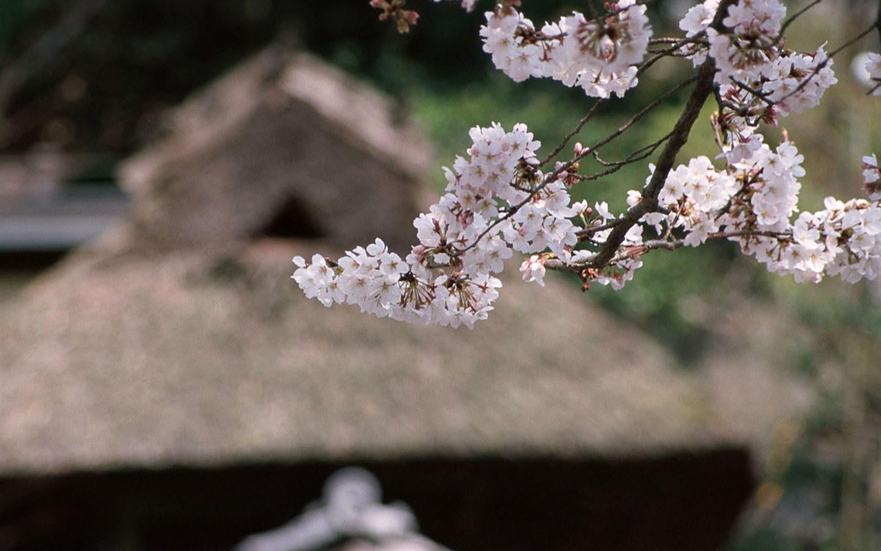 Kyoto, Japonsko, Krajina Tapety #15 - 1280x800