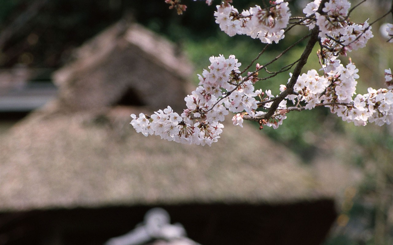 Kyoto, Japan, Landscape Wallpapers #15 - 1280x800