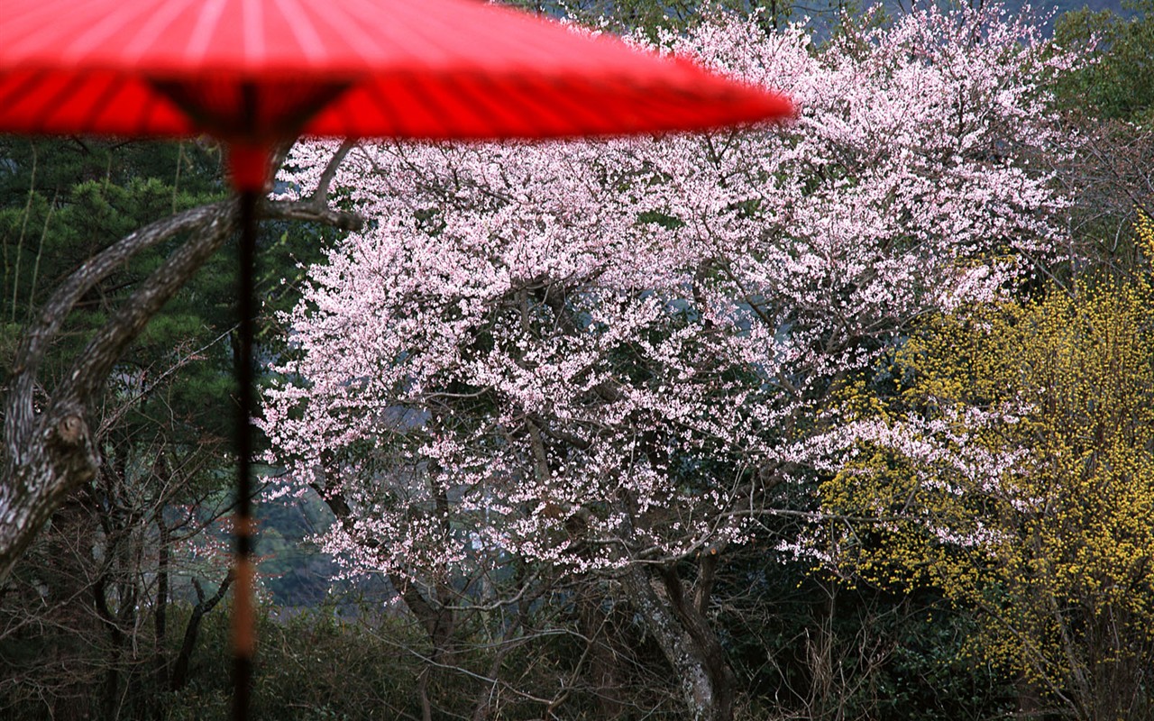 日本京都風景壁紙 #16 - 1280x800