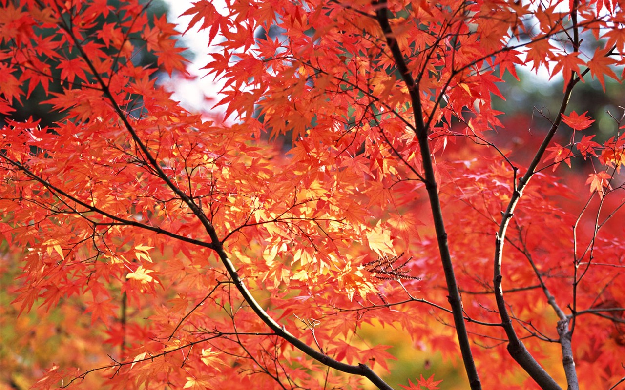 Kyoto, Japonsko, Krajina Tapety #17 - 1280x800