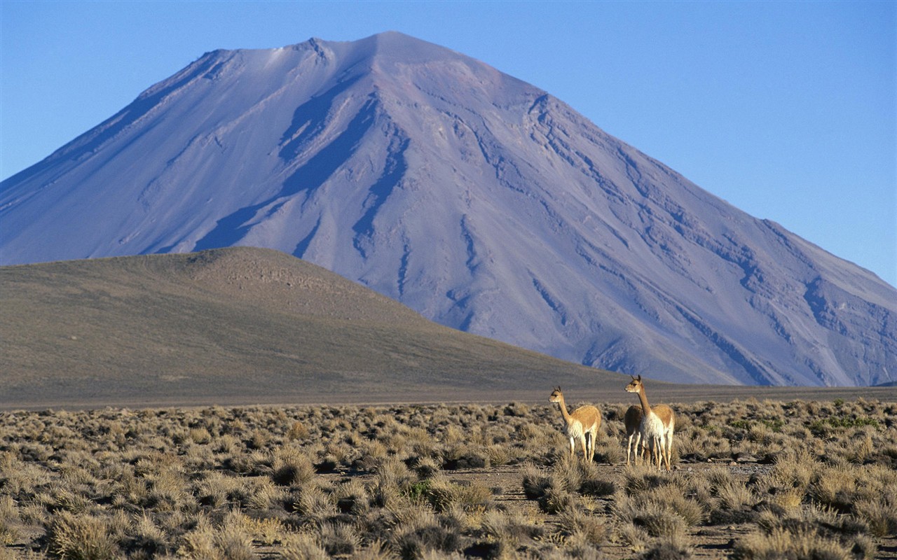 HD Fondos de Animales Colección (1) #15 - 1280x800