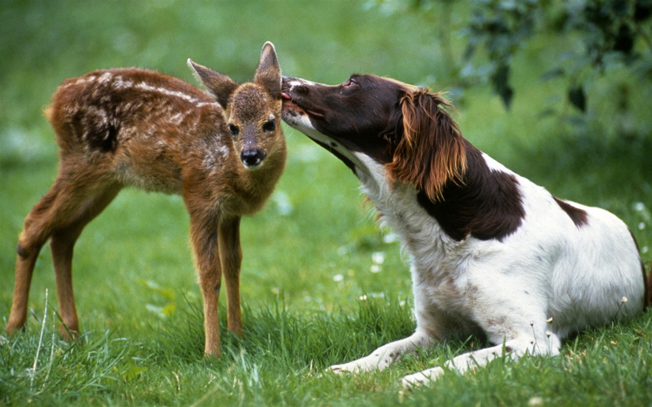 HD Fondos de Animales Colección (1) #17 - 1280x800