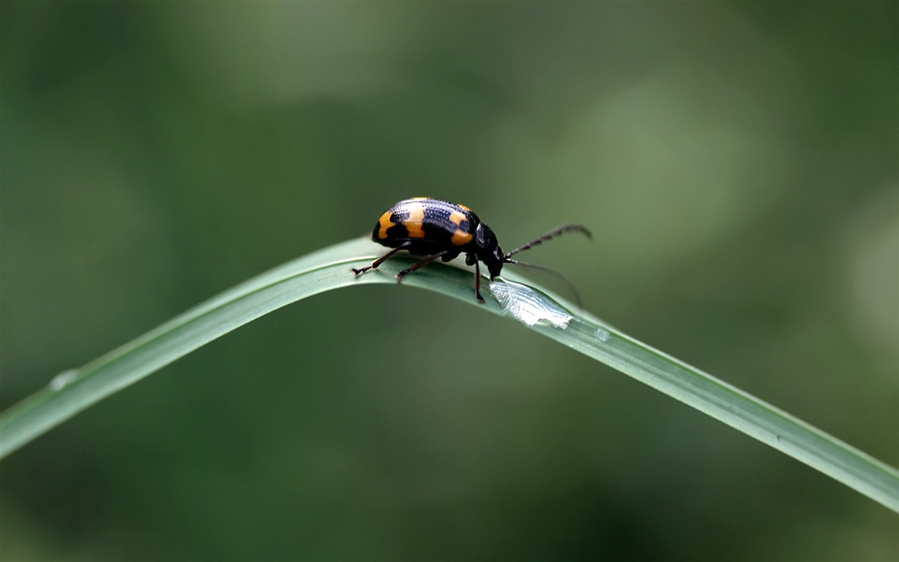 Insect Features (2) #4 - 1280x800