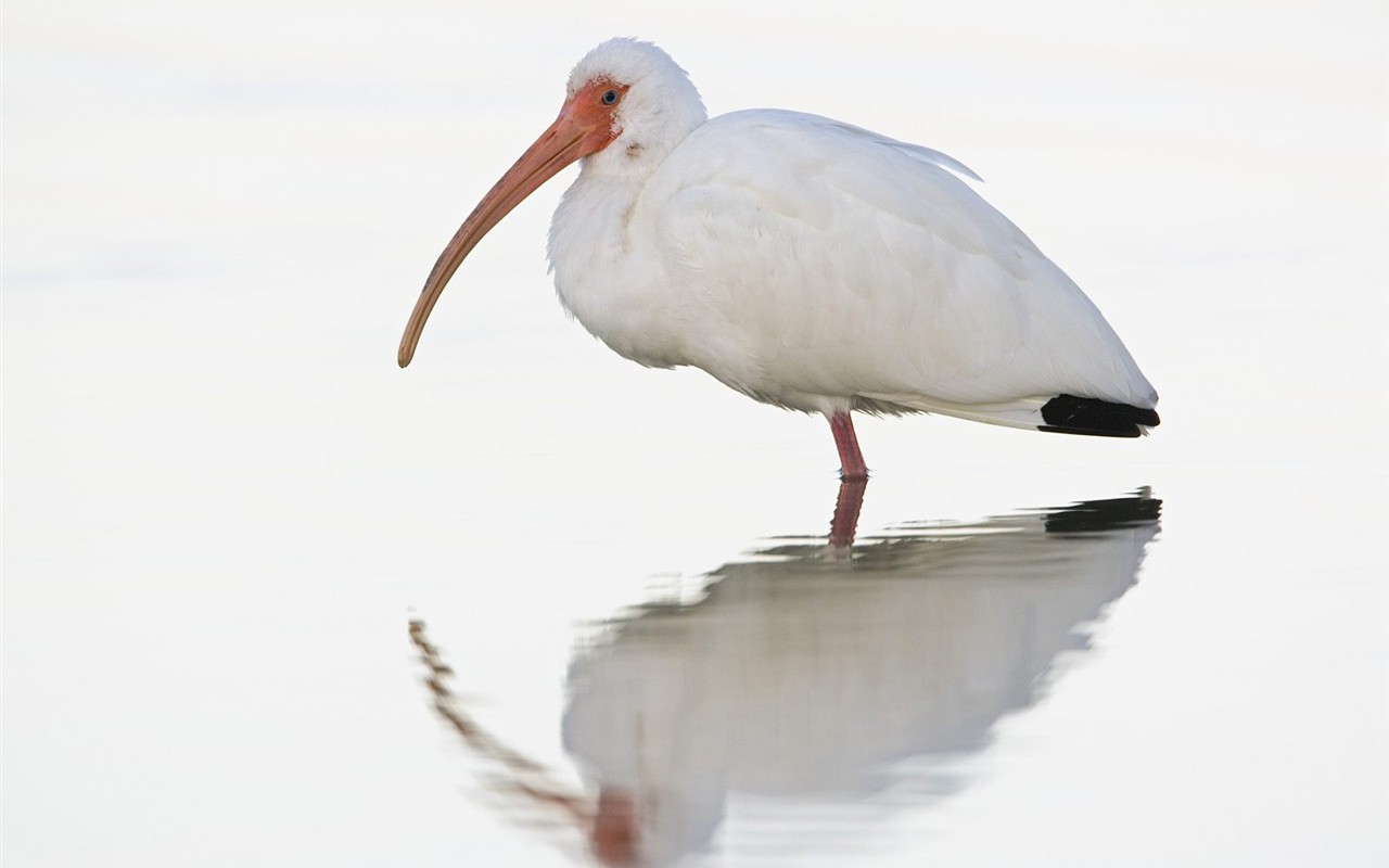 Animal Wallpaper Collection (4) #4 - 1280x800