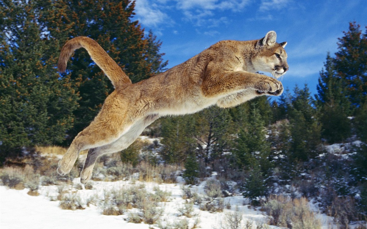Animal Wallpaper Collection (4) #15 - 1280x800
