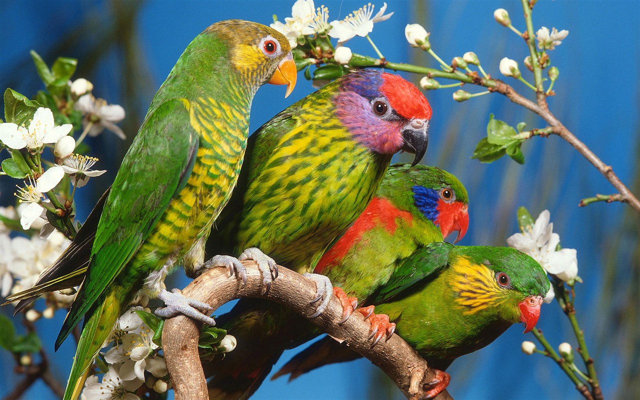 HD Wallpapers Birds Photo #1 - 1280x800