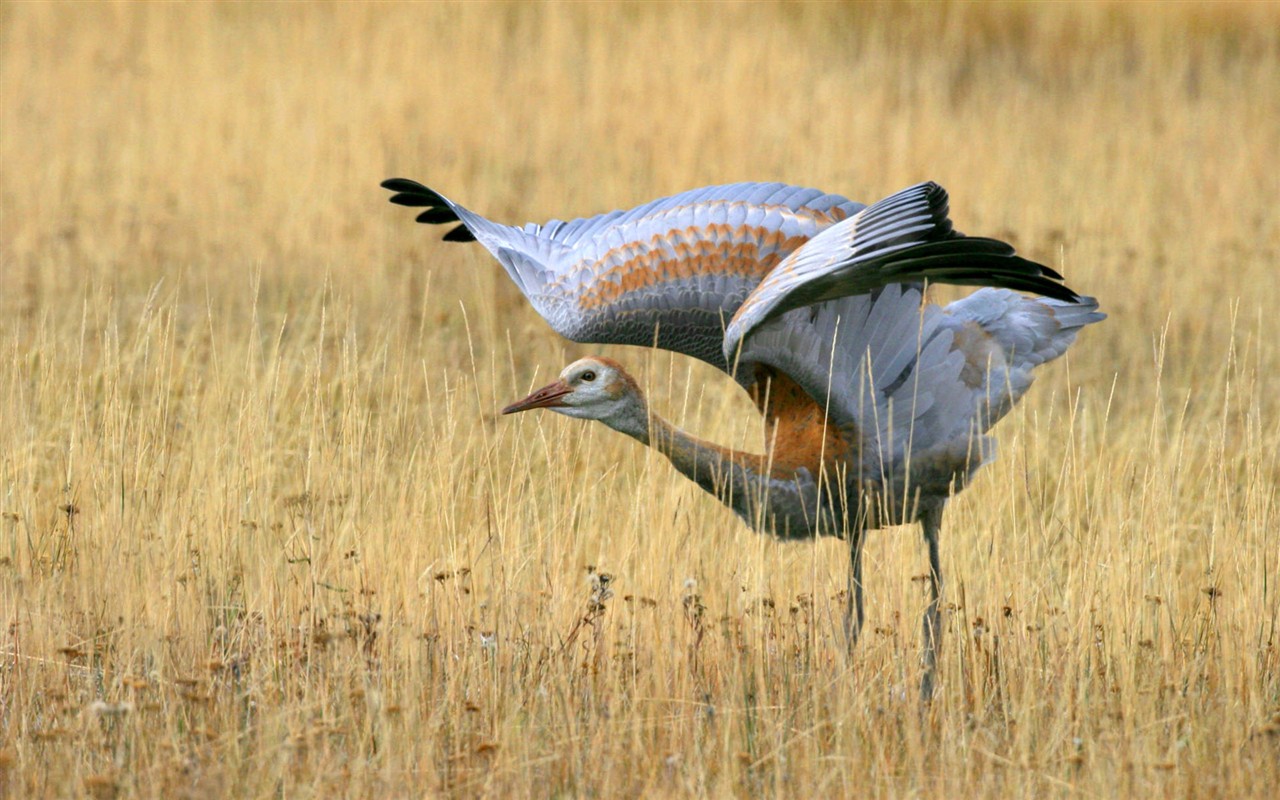 HD Wallpapers Birds Photo #2 - 1280x800