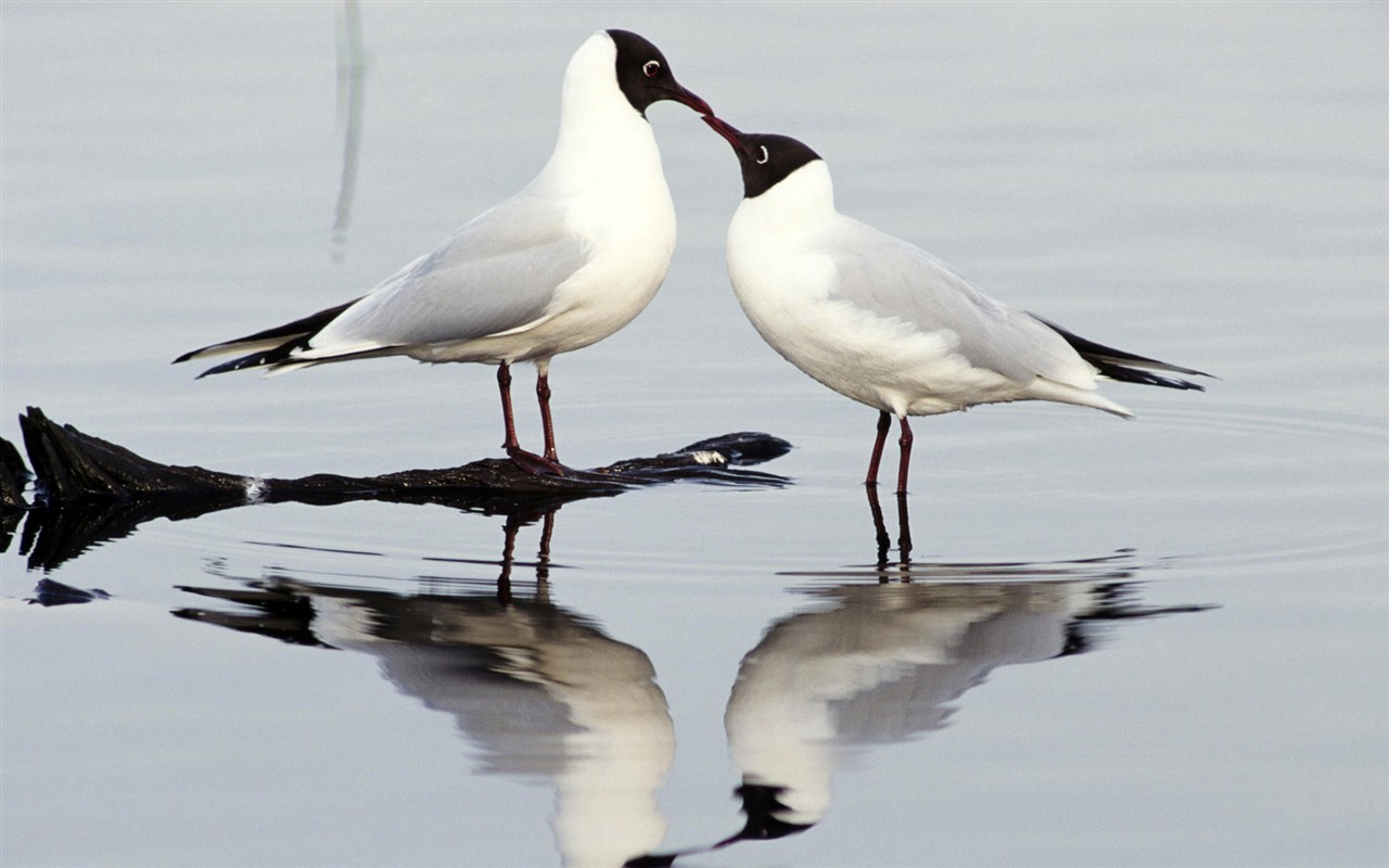 HD Wallpapers Birds Photo #3 - 1280x800