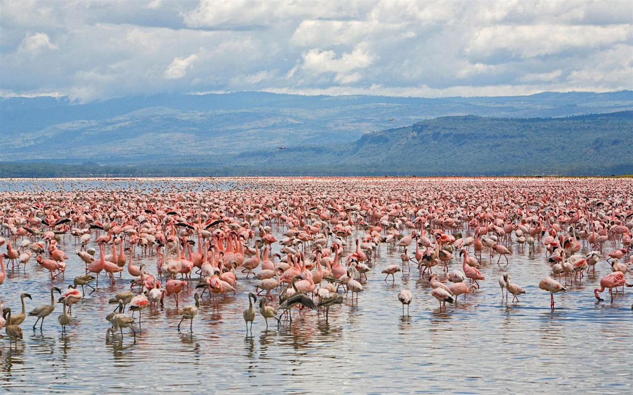 HD Wallpapers Birds Photo #5 - 1280x800