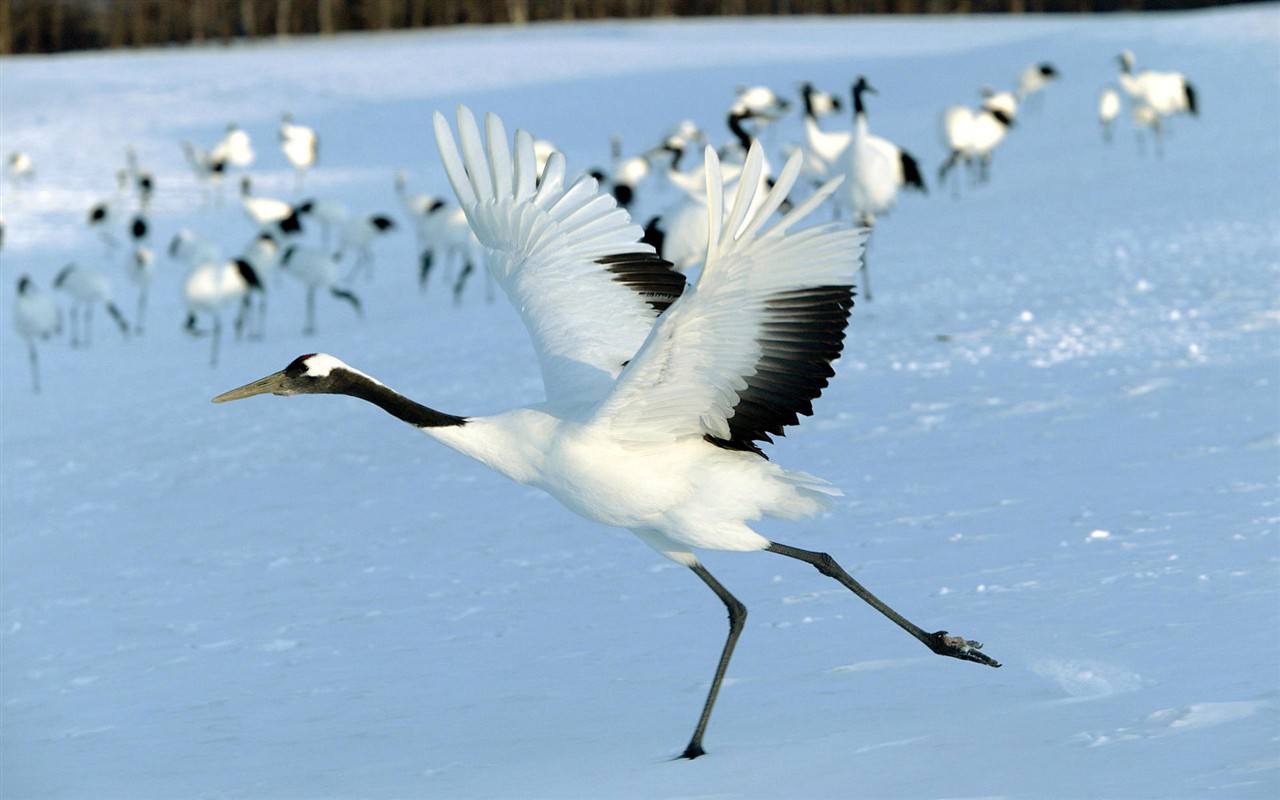 HD Wallpapers Birds Photo #8 - 1280x800
