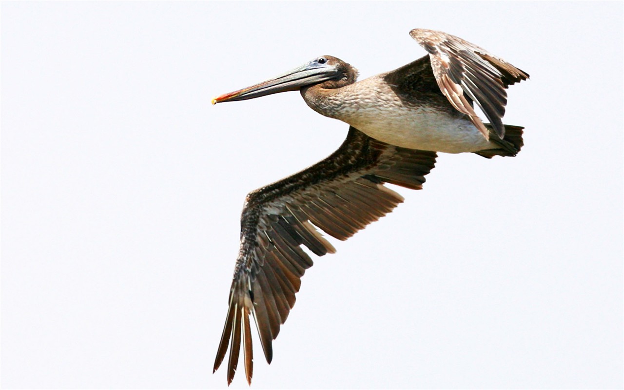 HD Wallpapers Birds Photo #9 - 1280x800
