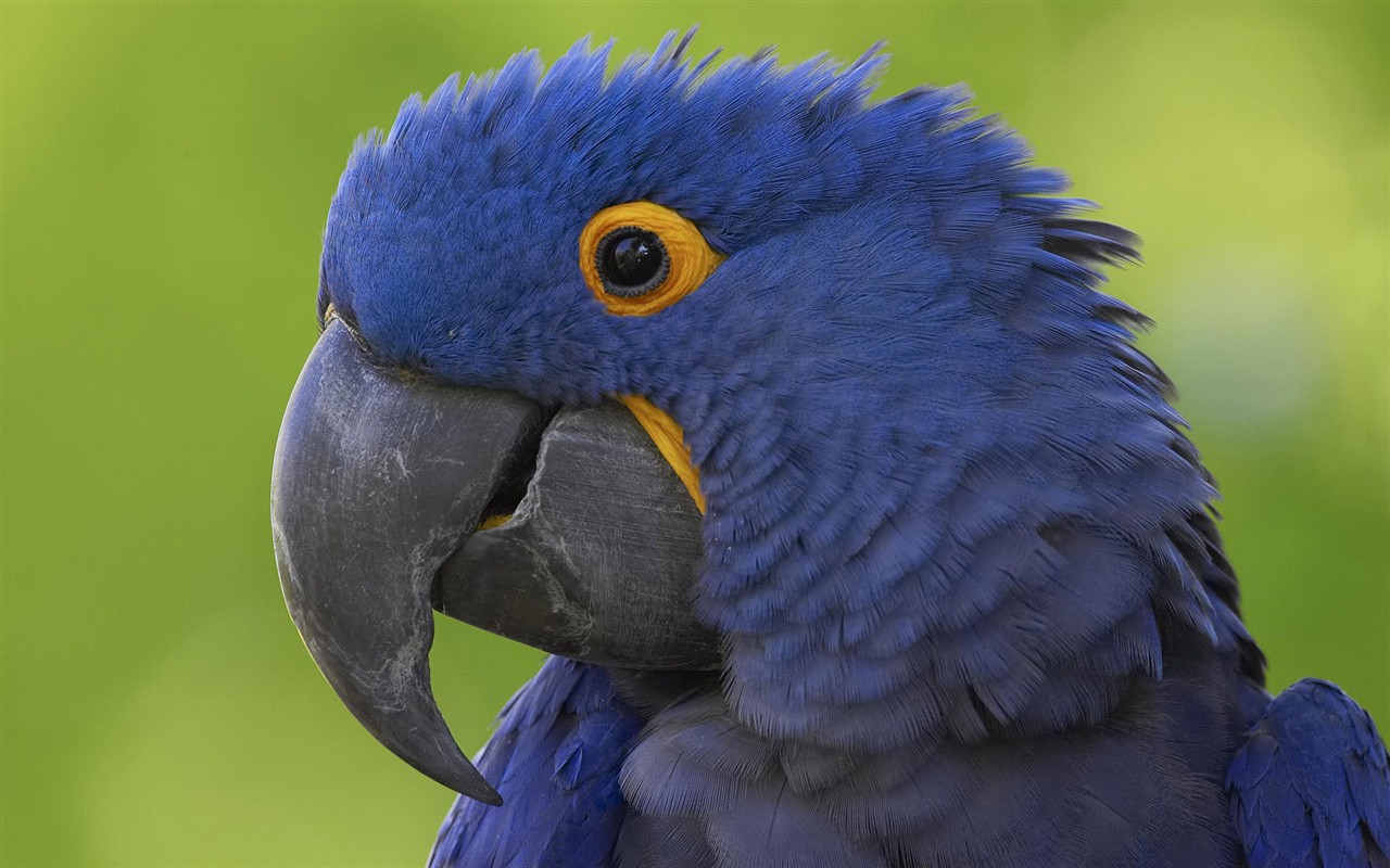 鳥類寫真高清壁紙 #12 - 1280x800