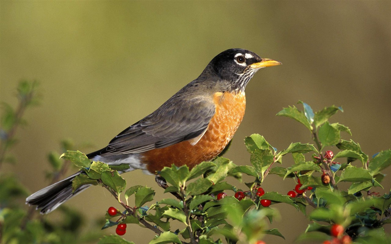 HD Wallpapers Birds Photo #15 - 1280x800