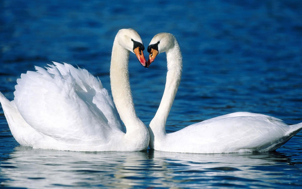 HD Wallpapers Birds Photo #17 - 1280x800