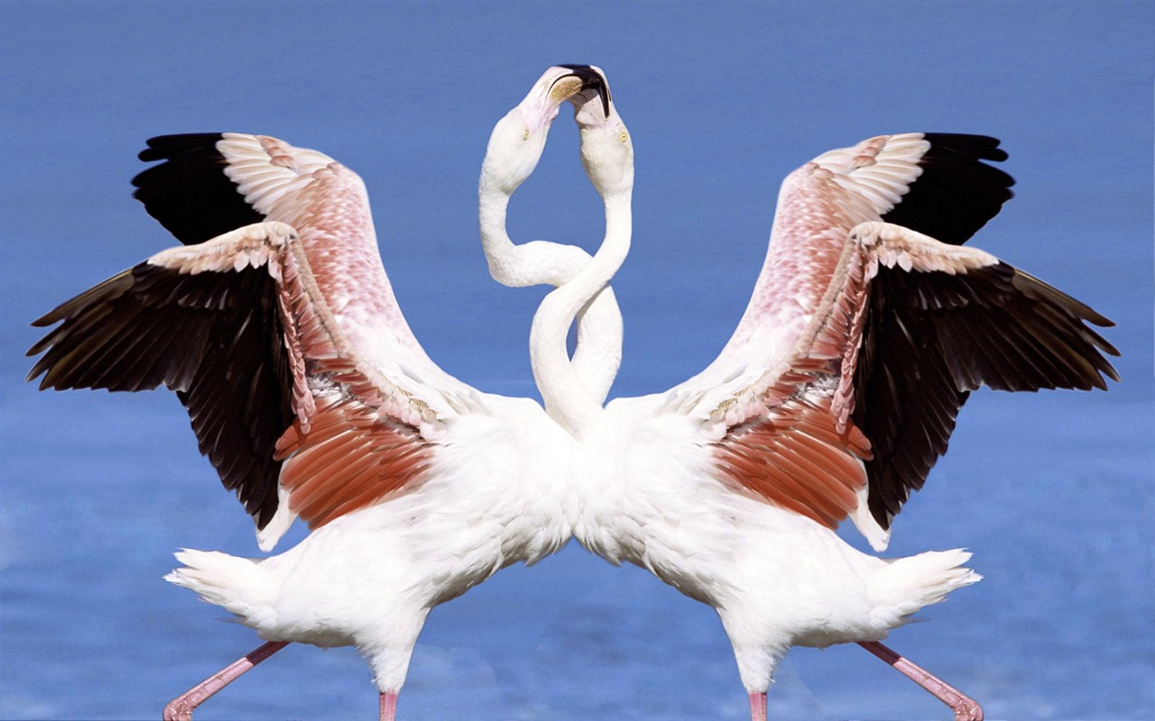 HD Wallpapers Birds Photo #18 - 1280x800
