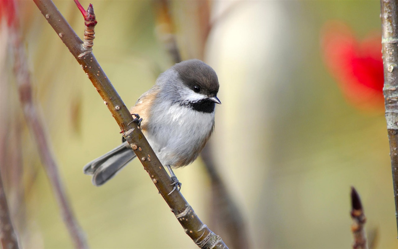 HD Wallpapers Birds Photo #20 - 1280x800