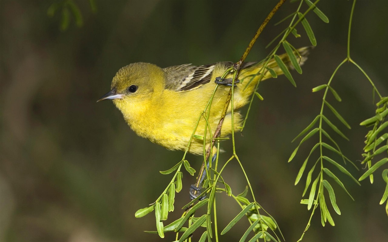 鳥類寫真高清壁紙 #26 - 1280x800