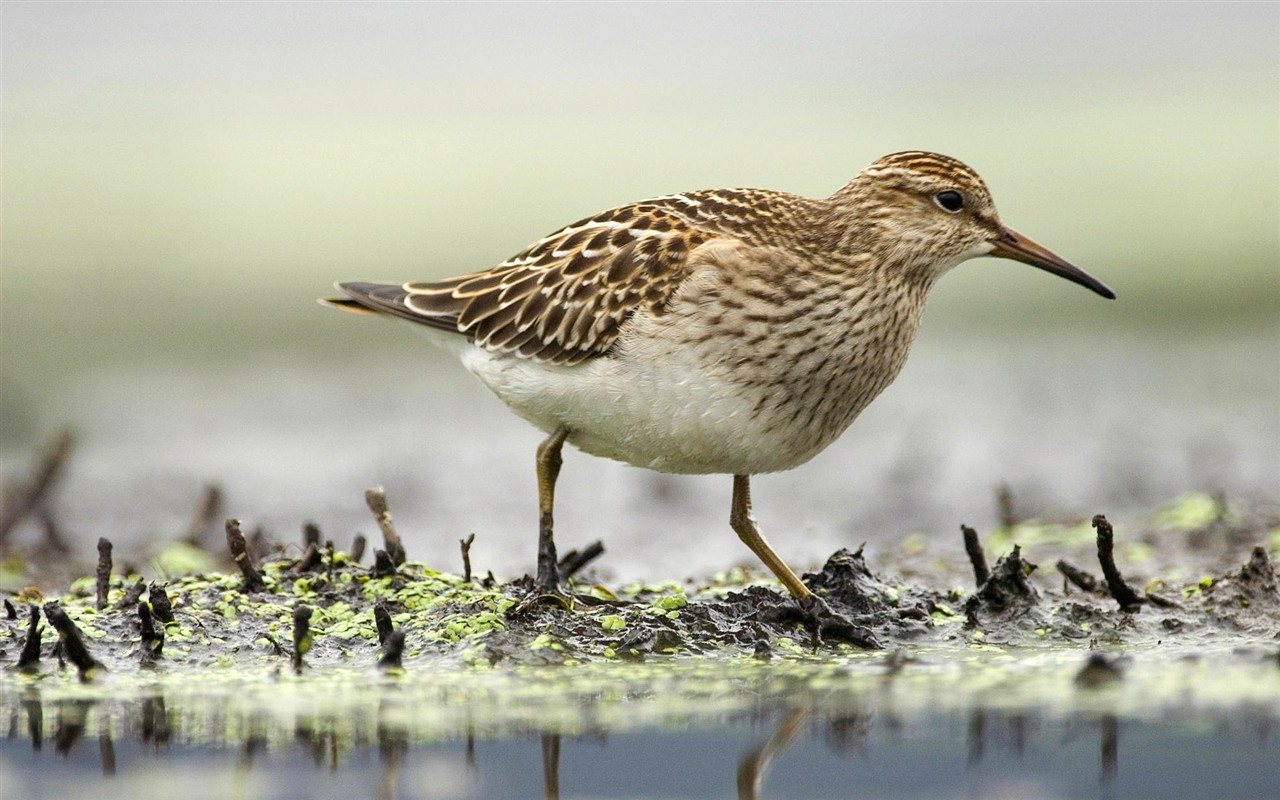 HD Photo Bilder Vögel #28 - 1280x800