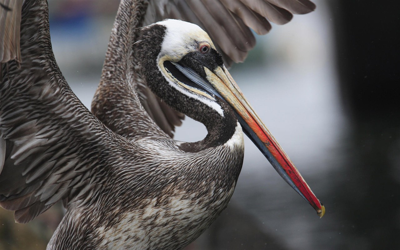  HDの壁紙鳥の写真 #31 - 1280x800