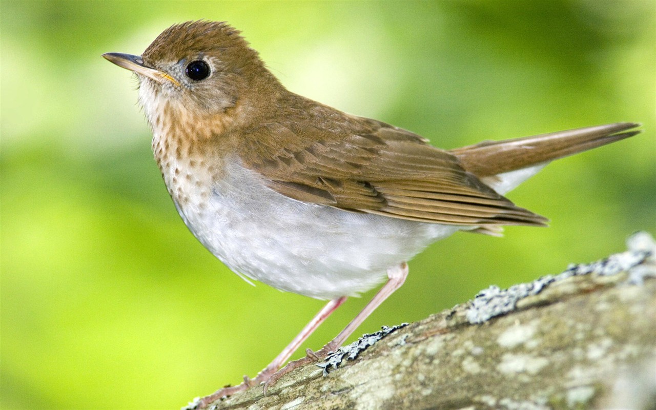 Fonds d'écran HD Photo Oiseaux #33 - 1280x800