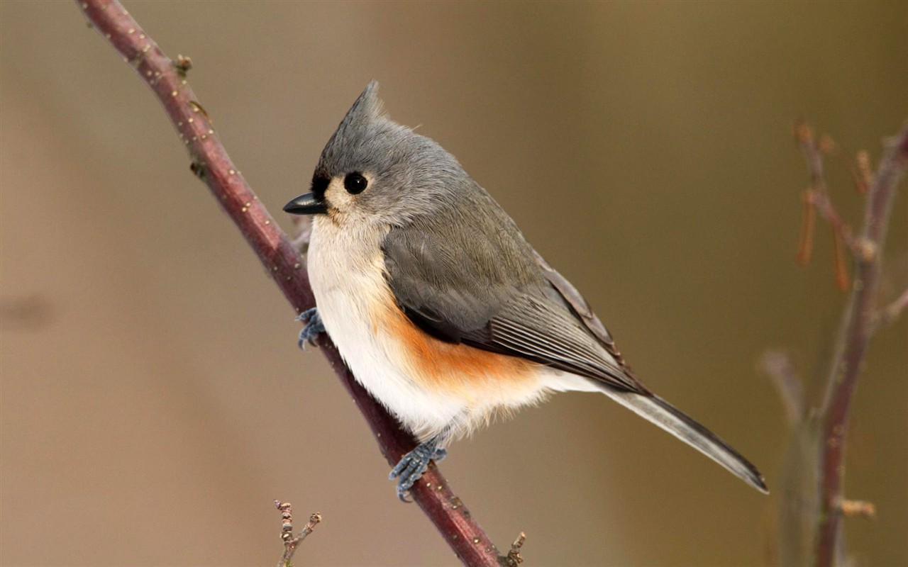 鳥類寫真高清壁紙 #34 - 1280x800