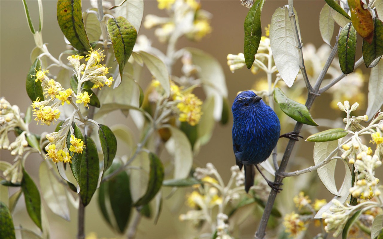 鳥類寫真高清壁紙 #39 - 1280x800
