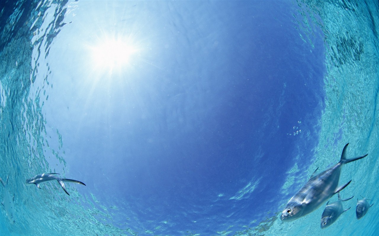 몰디브 물과 푸른 하늘 #28 - 1280x800
