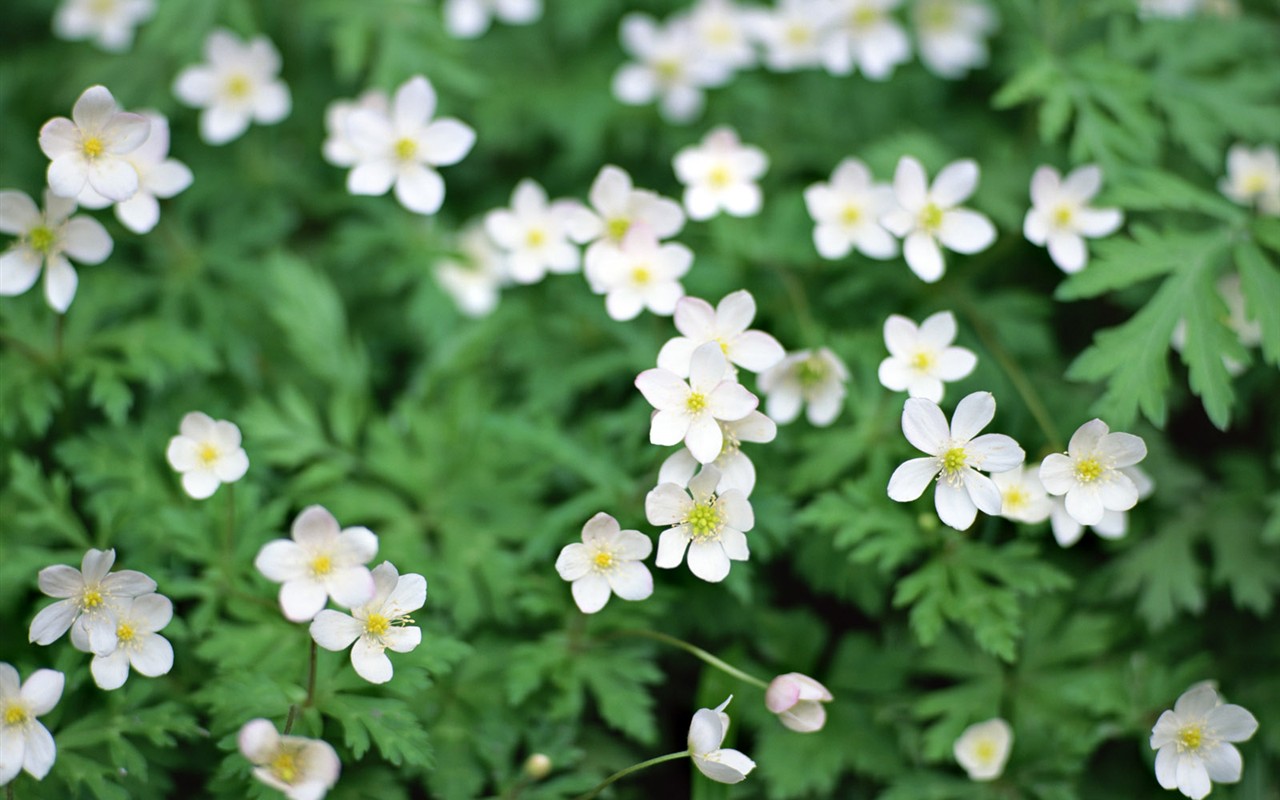 Wildflower Desktop Wallpaper #1 - 1280x800