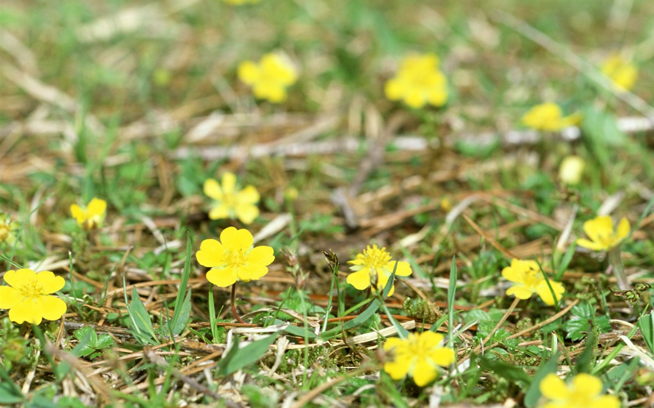 wildflower Tapety na plochu #2 - 1280x800