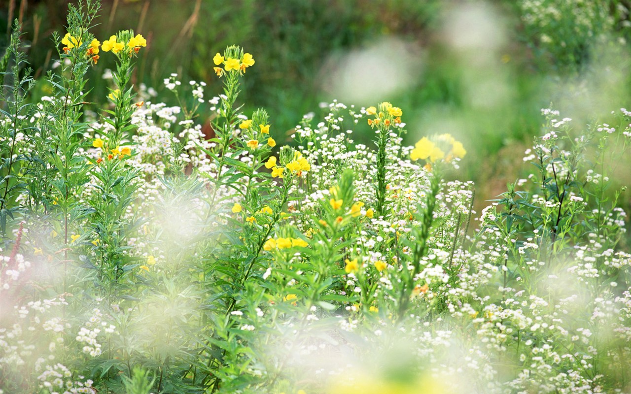 wildflower Tapety na plochu #4 - 1280x800