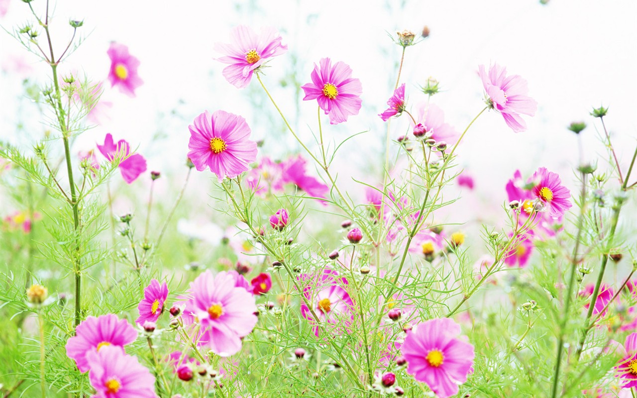 Wildflower Desktop Wallpaper #5 - 1280x800