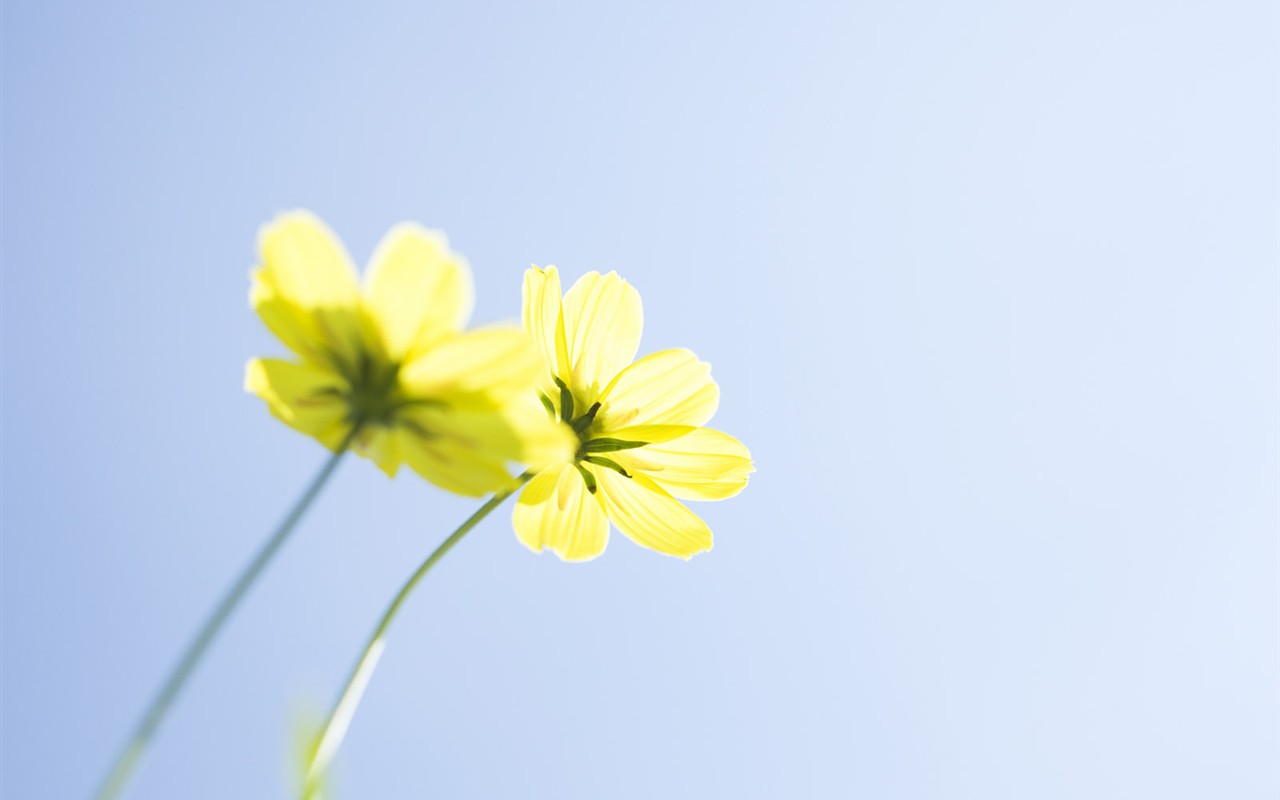 wildflower Tapety na plochu #6 - 1280x800