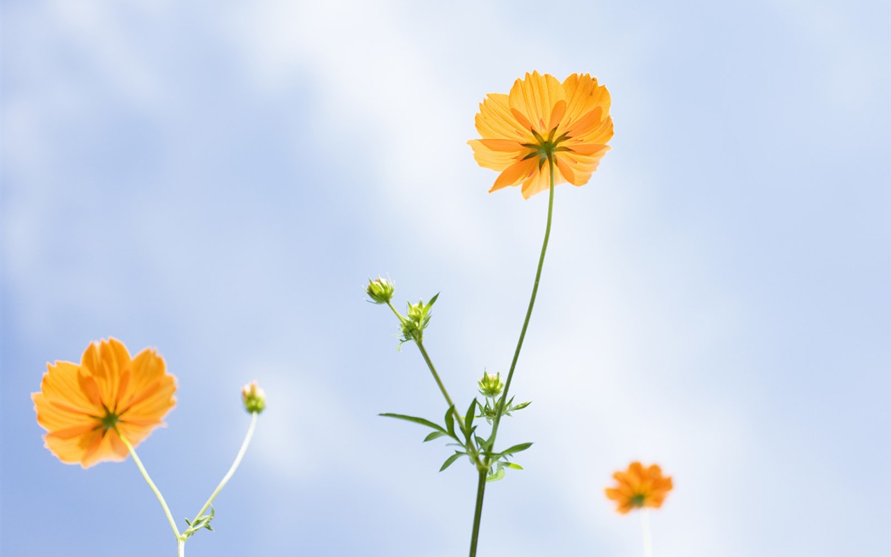 wildflower Tapety na plochu #7 - 1280x800