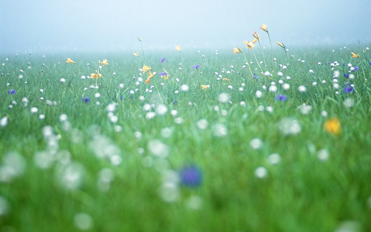 Wildflower Desktop Wallpaper #12 - 1280x800