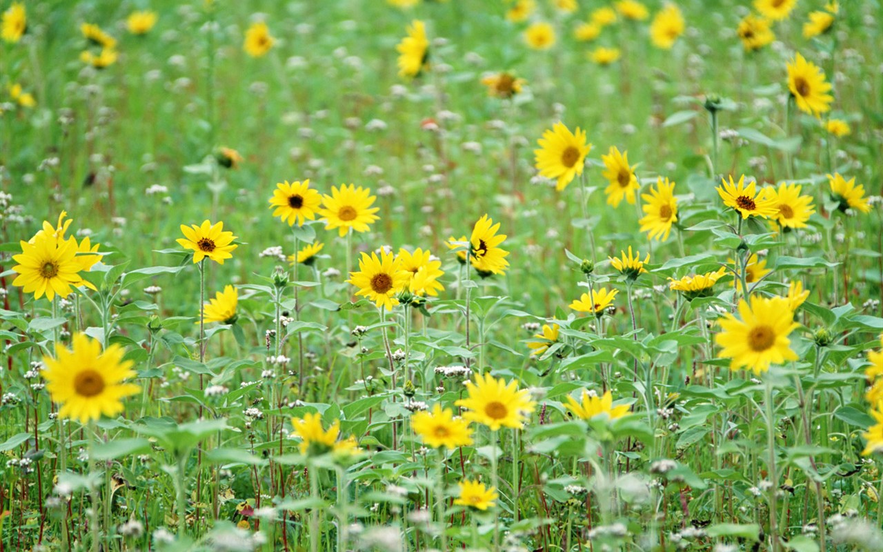 Fond d'écran de fleurs sauvages #13 - 1280x800