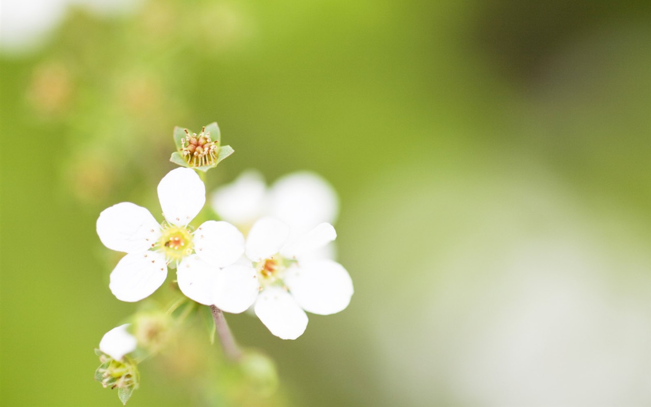 Wildflower Desktop Wallpaper #14 - 1280x800