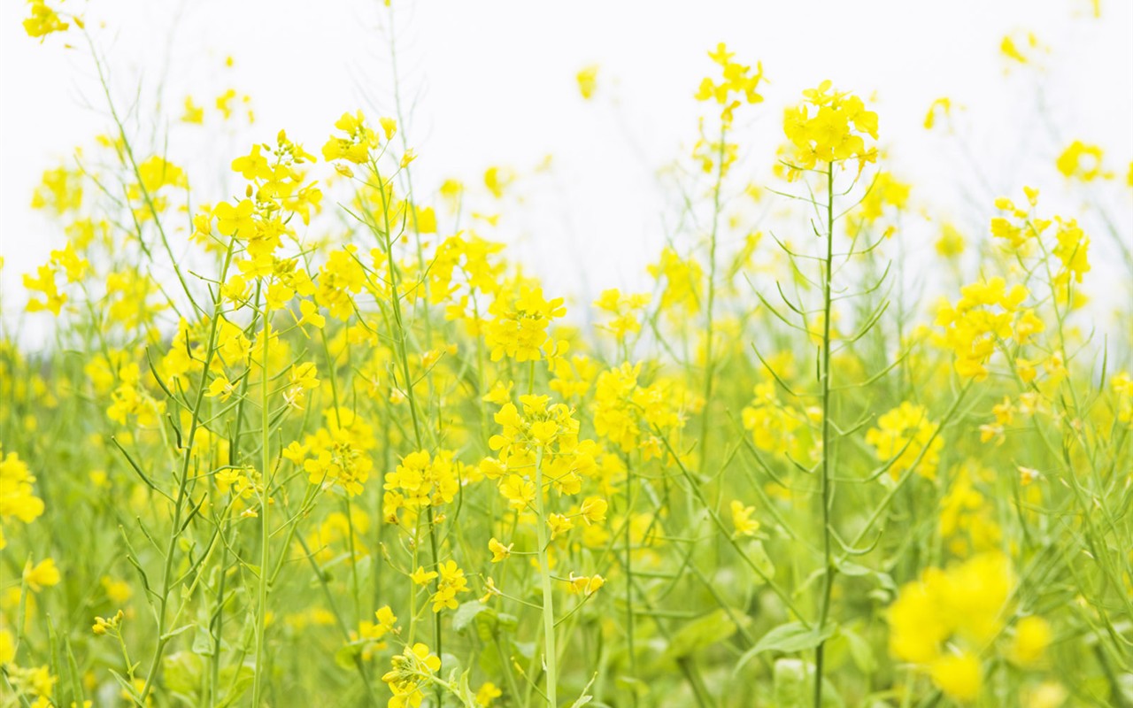 高清晰野花桌面壁纸16 - 1280x800