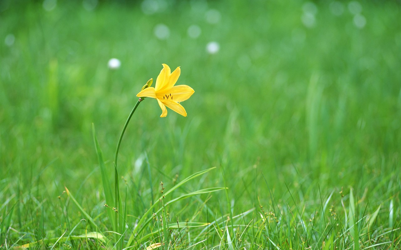 Wildflower Desktop Wallpaper #17 - 1280x800