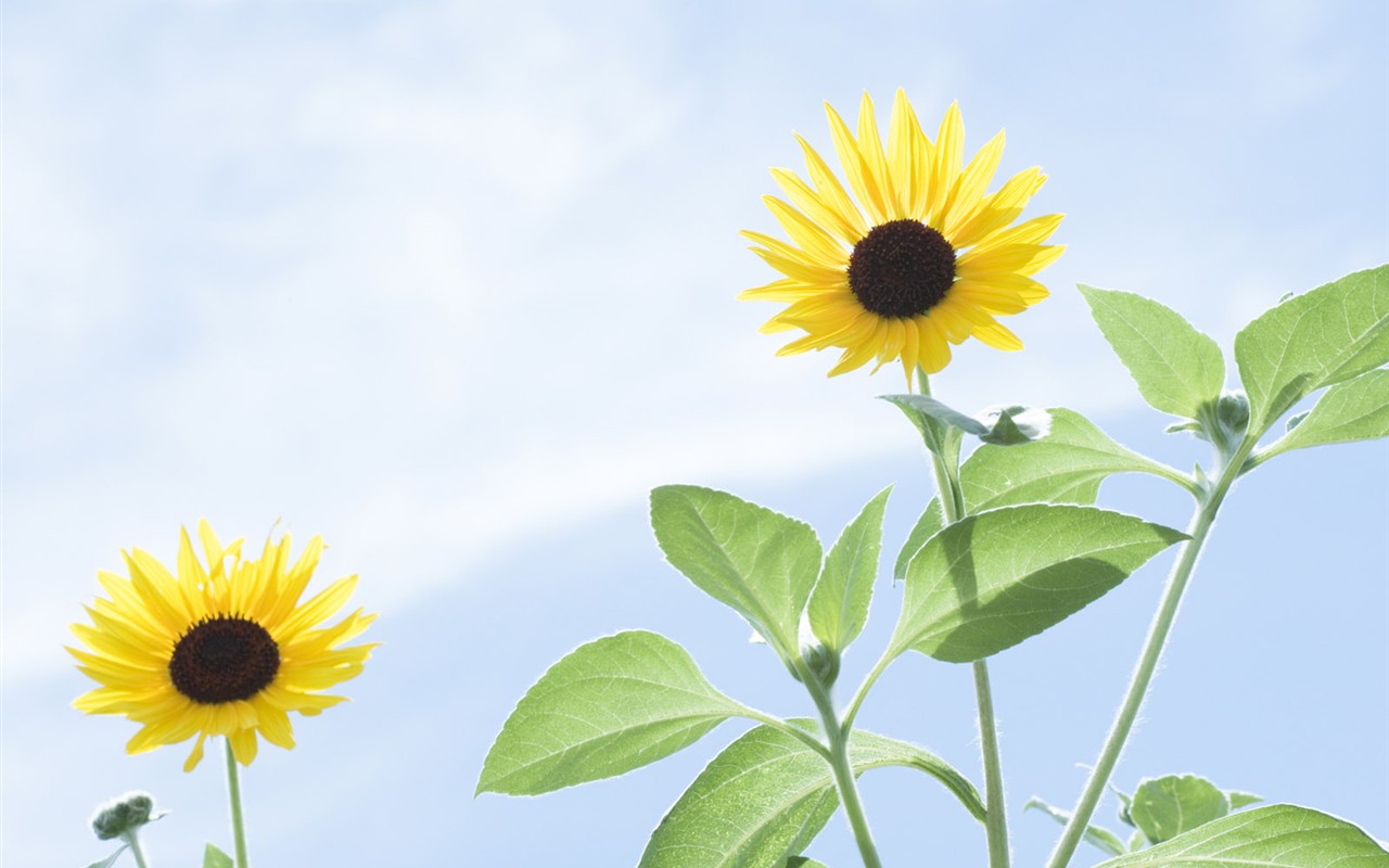 Wildflower Desktop Wallpaper #21 - 1280x800