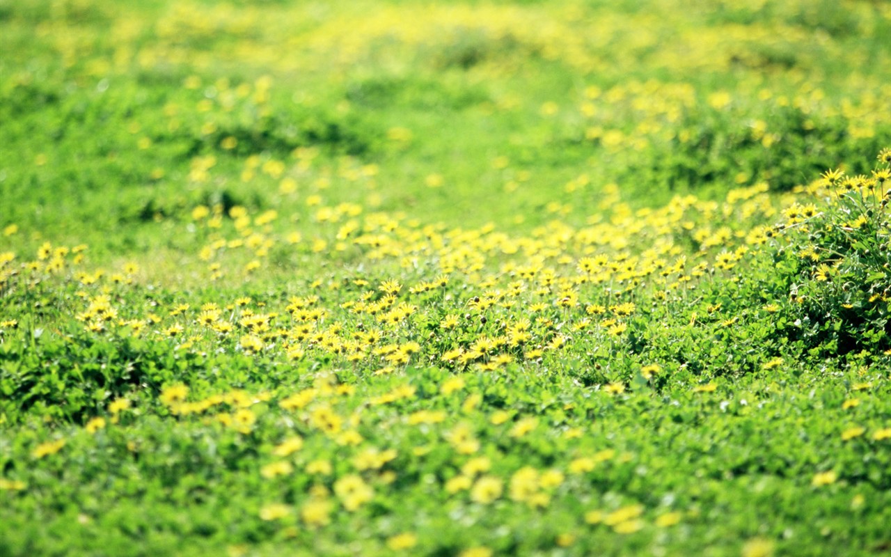 Fond d'écran de fleurs sauvages #22 - 1280x800