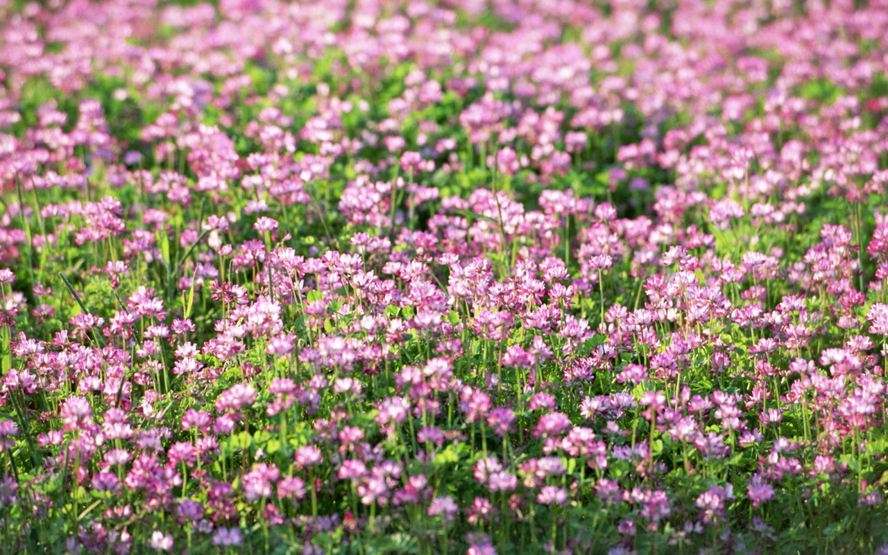 高清晰野花桌面壁纸23 - 1280x800